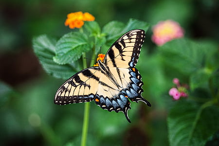 пеперуда, лято, цвете, Грийн, природата, флорални, на открито