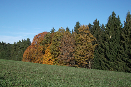 efterår, skov, natur, træer, landskab, efteråret skov, resten