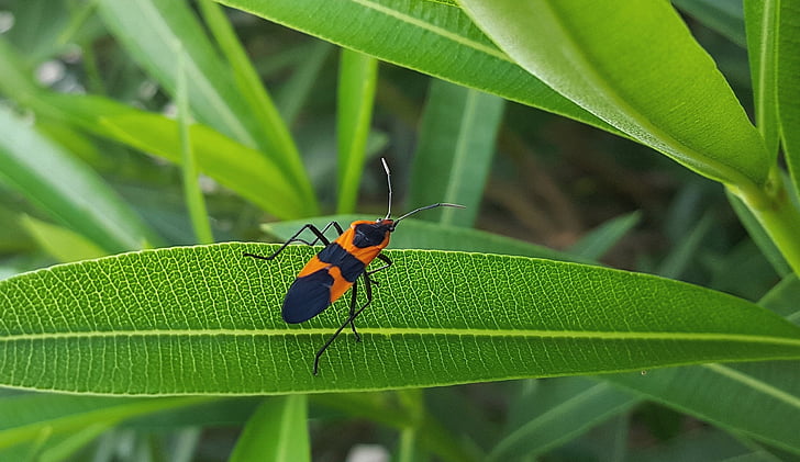 bug de grande serralha, Bug, inseto, preto e laranja, folha, close-up, criatura
