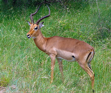 Južná Afrika, antilopy, umfolozi: Hluhluwe, Zvierací park, divoké, voľne žijúcich živočíchov, Impala