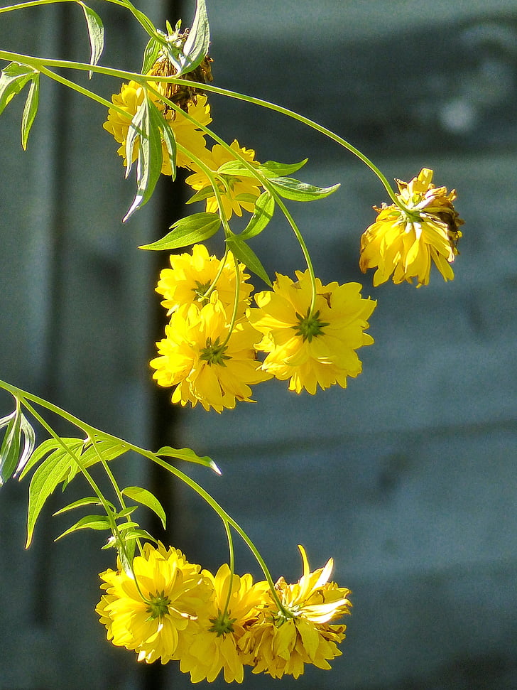 yellow, flowers, cluster, flora, plant, garden, hanging
