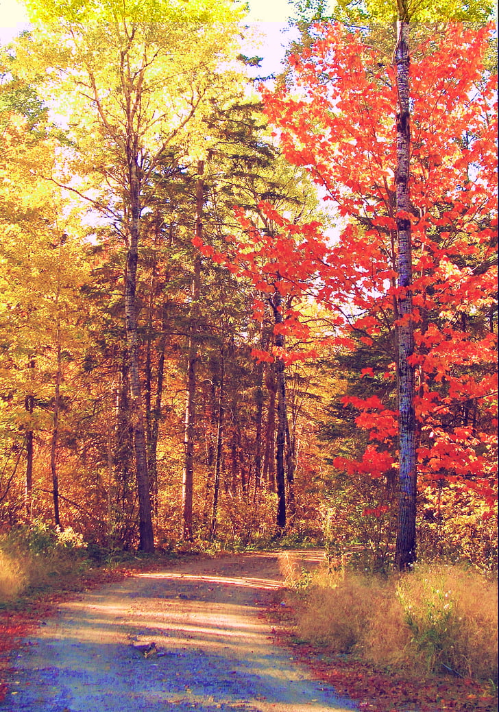 musim gugur, musim gugur, pohon, alam, jalan, jalan, musim