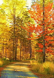 autumn, fall, trees, nature, roadway, path, season