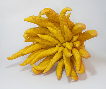 Buddhova ruka, Citron, Citrus, exotické, ovocie, žltá, prsty citron