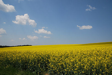 Κίτρινο, φύση, πεδίο του ράφηνου, φυτό, Σπόροι, ουρανός, Γεωργία