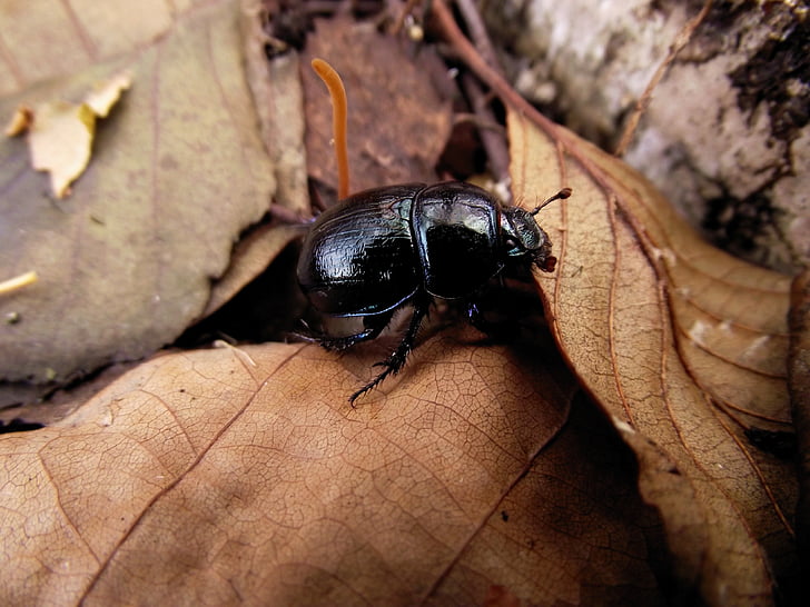 forest, worm, the beetle, beetle, foliage, autumn
