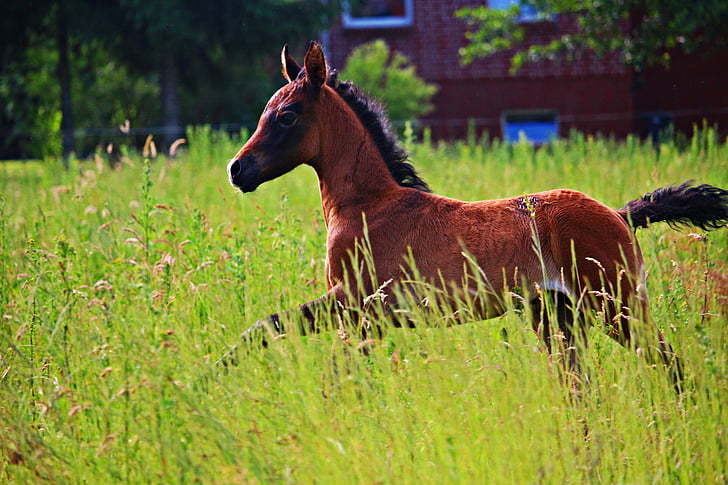 horse, foal, thoroughbred arabian, brown mold, pasture, gallop