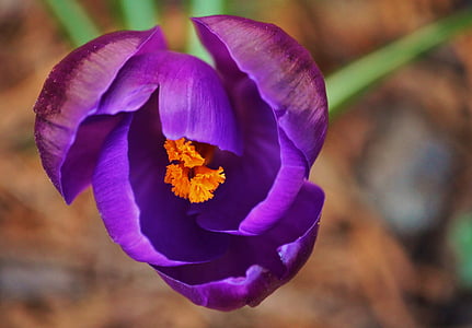 番红花, 花, 春天, 开花, 绽放, 紫色, farbenpracht