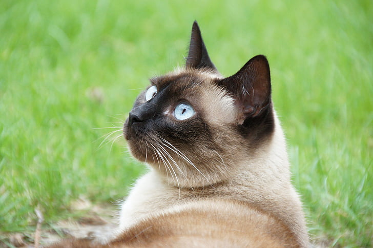 kočka, zvíře, siamská thai - kulatou hlavou, kožešina, oči, pohled, čekatel