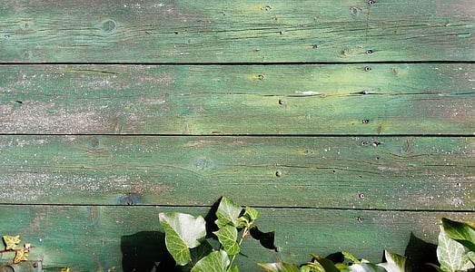 bakgrund, konsistens, trä, murgröna, bakgrunder, grön, staket träskiva