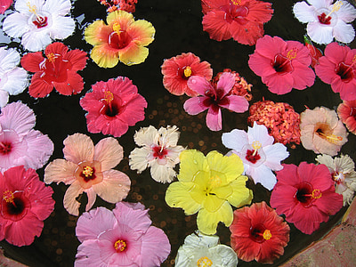 Hibiscus, Dam, blomst, Tropical