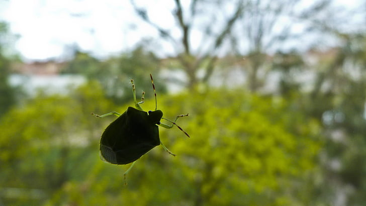 Beetle, verre, nature