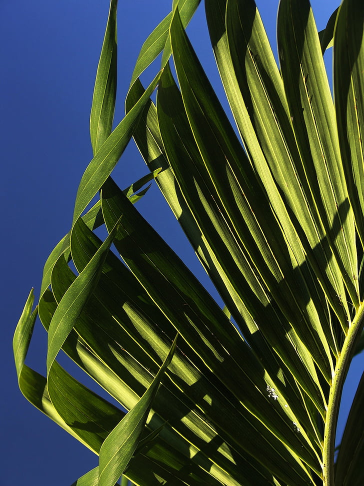 Palm, lämnar, unga palm tree, struktur, solfjäder palm, palmblad, konsistens