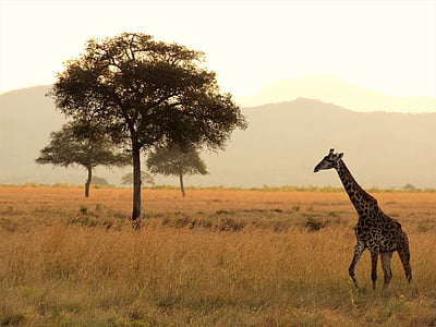 Αφρική, καμηλοπάρδαλη, σαφάρι, εθνικό πάρκο, ερημιά, άγρια ζώα, ζώων άγριας πανίδας