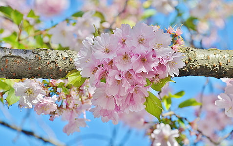 Cherry, alam, pohon, musim semi, merah muda, Blossom, mekar