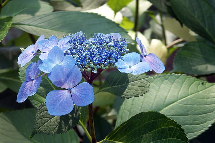 hortenzie, Krajka list, květ, list, květinové, závod, modrá