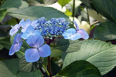 Hortenzia, csipke levél, virág, levél, virágos, növény, kék