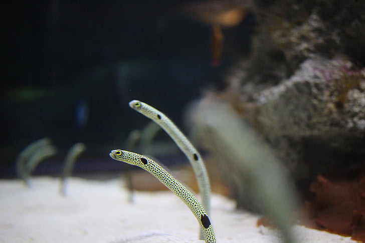 Chin anago, akvarium