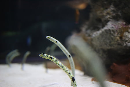 Kinn anago, Aquarium