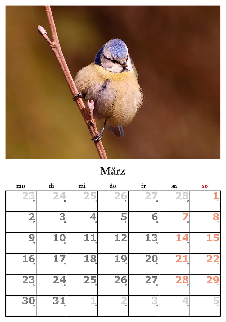 Kalendar, mjesec, Ožujak, ožujka 2015., ptica, dan, životinja
