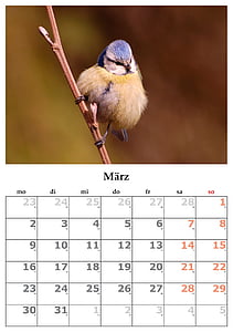 日历, 个月, 三月, 2015年3月, 鸟, 白天, 动物