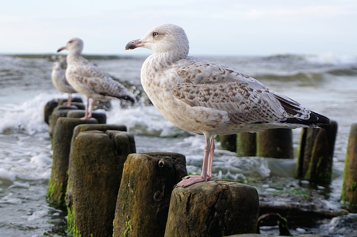 Seagull, Östersjön, havet, vatten, fågel, våg, djur