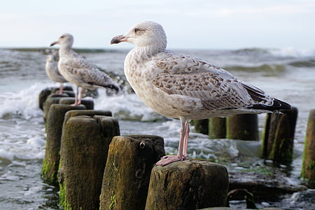 海鸥, 波罗地海, 海, 水, 鸟, 波, 动物