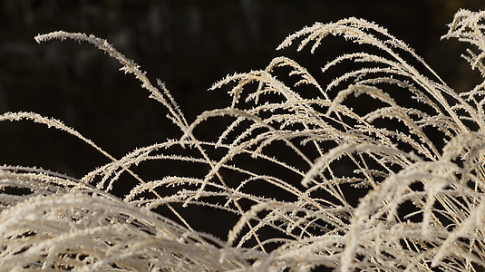 grass, withered, dried, wilted, white, winter, ice
