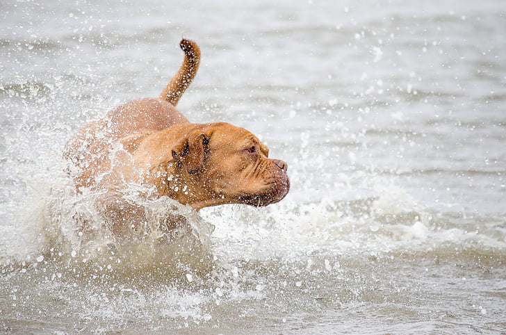 Tierfotografie, Tier Fotografie, Hund, Wasser, Nordsee, Meer, See