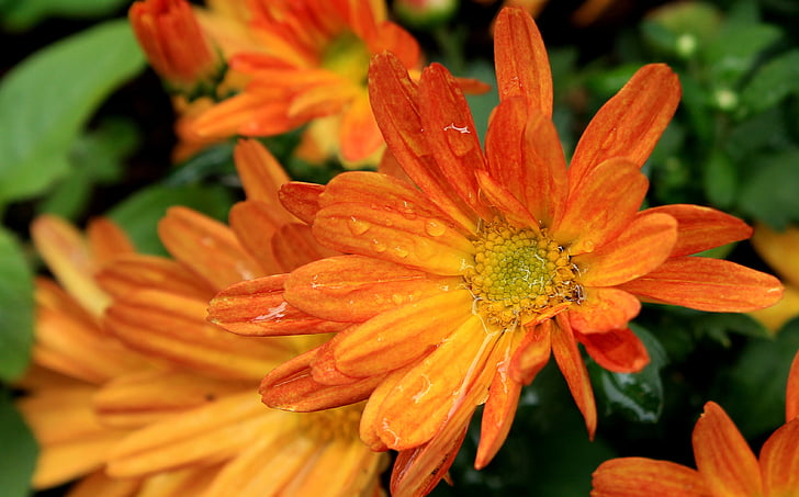 margaret, orange daisy, flower, garden, nature, rain, after the rain