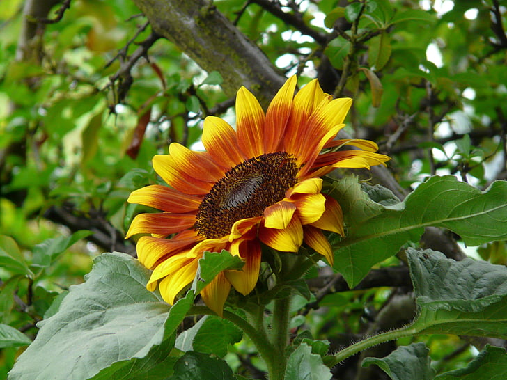 flor del sol, flor, flor, floración, amarillo, Helianthus annuus, Helianthus