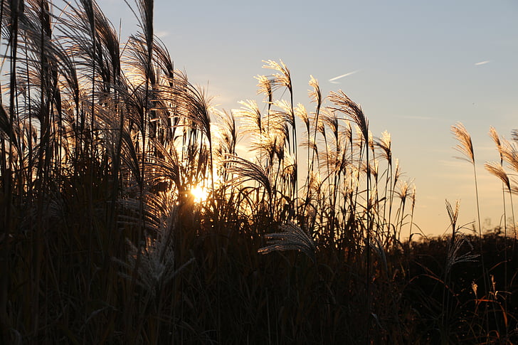 Reed, raspoloženje, trava, suha, bilje, jesen, polje