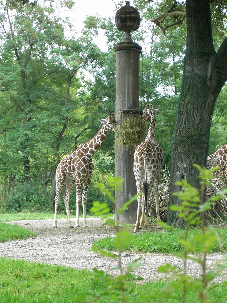 giraffe, herbivores, africa