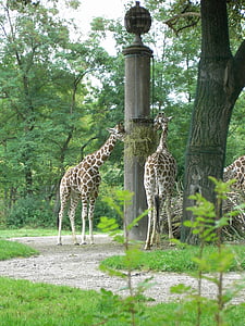 žirafa, býložravci, Afrika