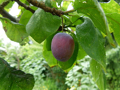 plum, tree, ripening, branch, fruit, plant, agriculture