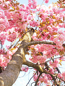 stammen, kirsebær stilk, Log, Cherry blossom, Japansk kirsebær, lugt, Blossom