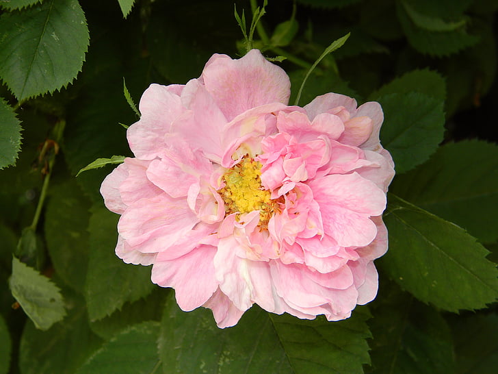 Rosa, Rosa Mosqueta, Roser silvestre, rosa Rosa, flor, jardí, verds