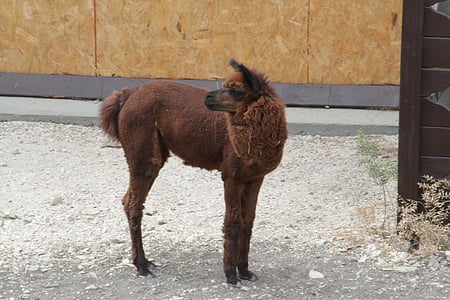 Lama, zvíře, Zoo