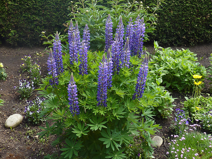 lupins, flowers, garden, purple, violet, nature