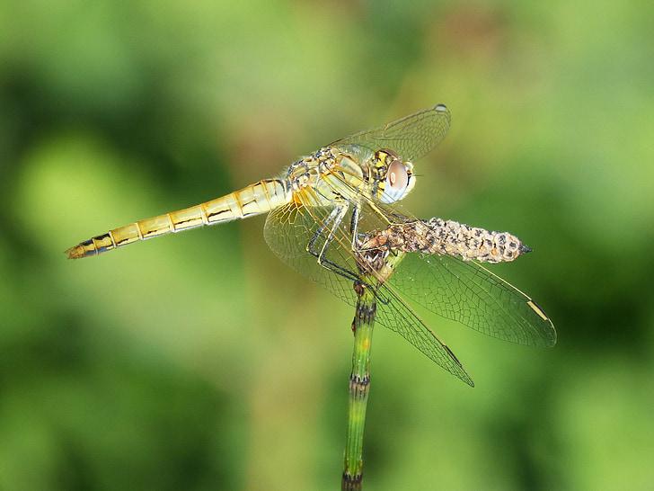 Dragonfly, filiaali, tiibadega putukas, annulata trithemis