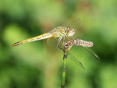 Dragonfly, větev, okřídlený hmyz, annulata trithemis