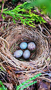 quả trứng, chim, làm tổ, mùa xuân, Thiên nhiên, động vật hoang dã