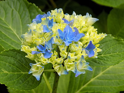 kvet, hortenzie, modrá, rastlín