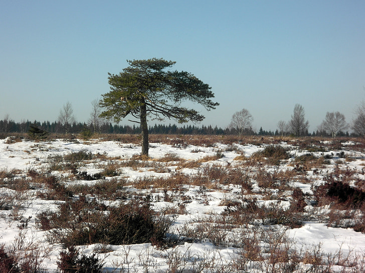 talvi, Kangasmaa, puu, Hautes Fagnesin, lumi, taivas, piirustus