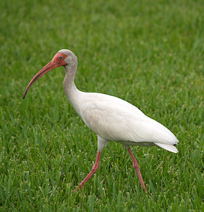 ibis, tropical, wading, bird, florida, beak, white