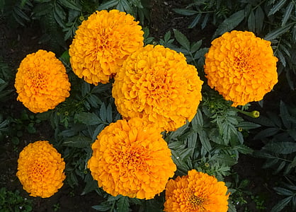 marigold, flower, yellow, genda, jhenduphool, gondephool, tagetes erecta