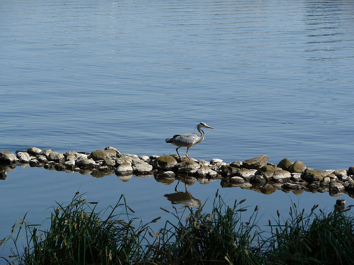 heron, nature, pond, bird