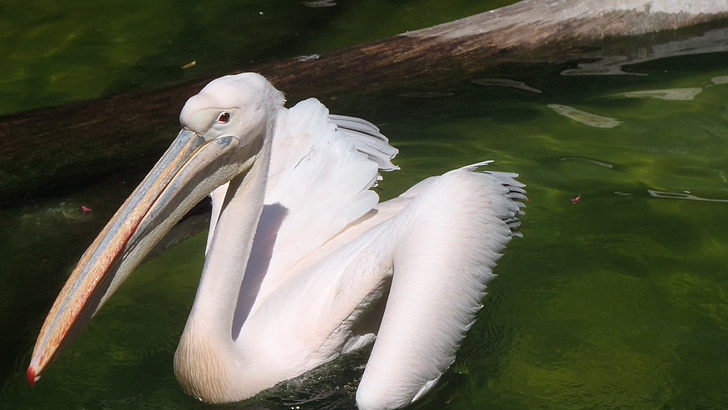 Pelikan, lind, loomade, Pelican, loodus, looma, Wildlife