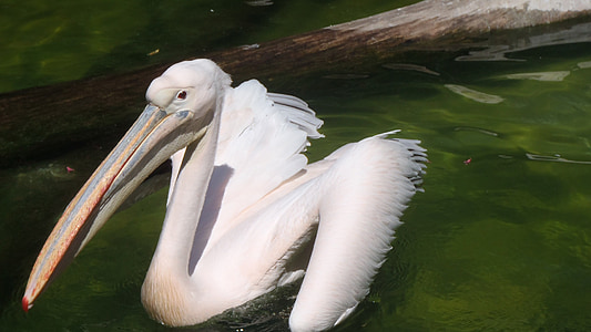 Pelikan, pássaro, animais, Pelican, natureza, animal, vida selvagem