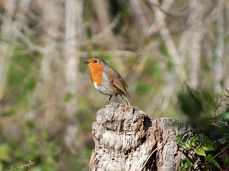Robin, pájaro, tronco, Pit-roig, un animal, animales en la naturaleza, fauna silvestre